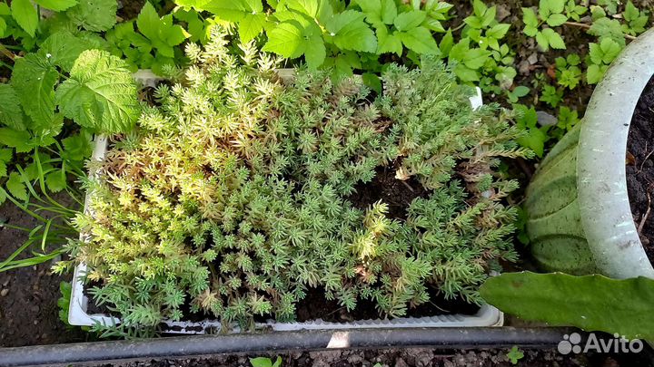 Гвоздика китайская,седум(очиток),хлорофитум