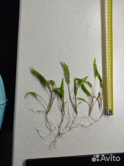 Аквариумная прополка