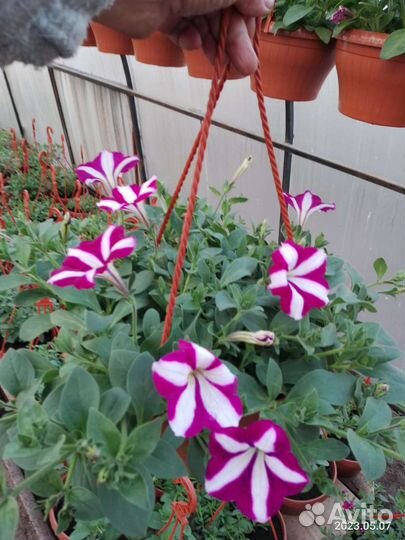 Рассада цветов