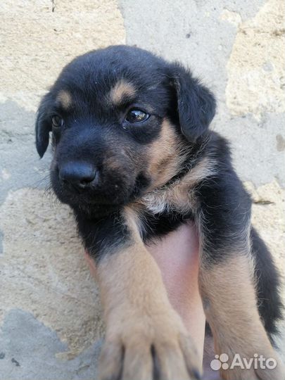 Щеноки в добрые руки