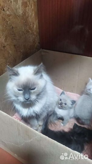 Кошка с котятами