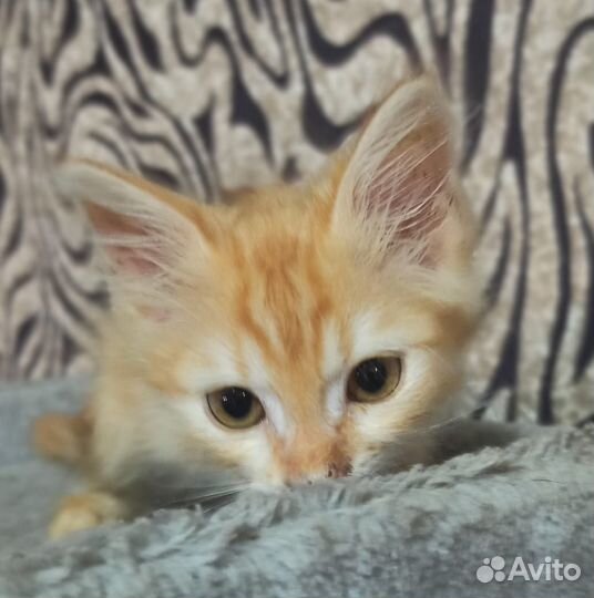 Бесплатно котёнок