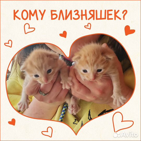 Рыжие котята несут счастье в дом