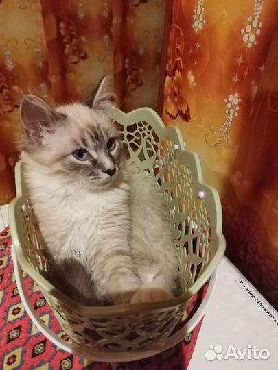 Кот 4 месяца