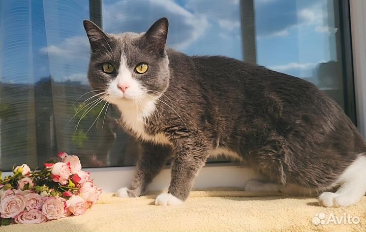 Кастрированный кот с паспортом