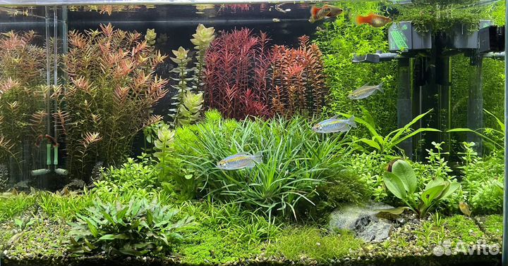 Аквариумные Растения