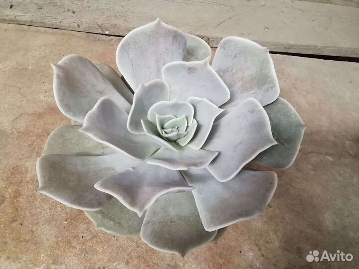 Кактусы и суккуленты