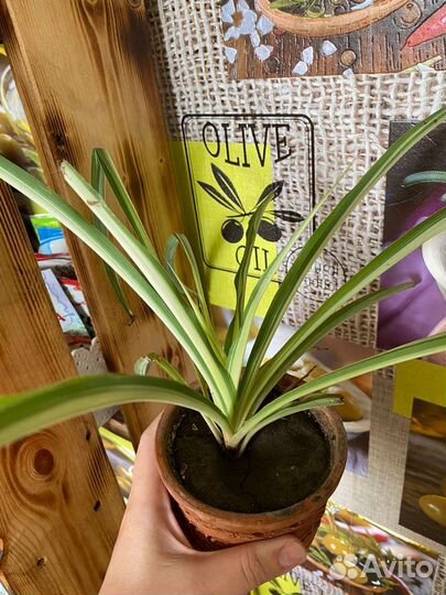 Хлорофитум