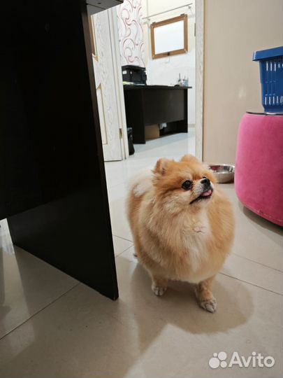 Груминг на Блиново