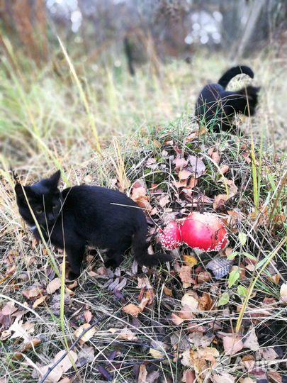 Котята крысоловы в добрые руки