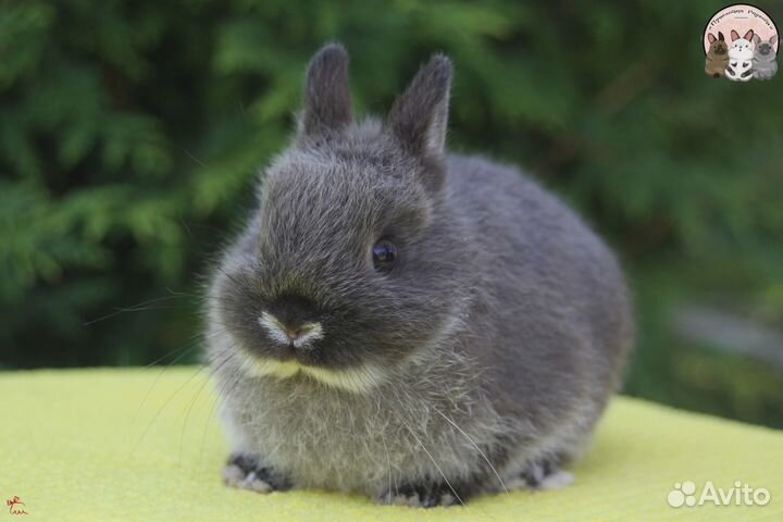 Нидерландский карликовый крольчонок мардер