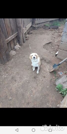 Помесь спаниеля