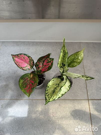 Аглаонемы 1