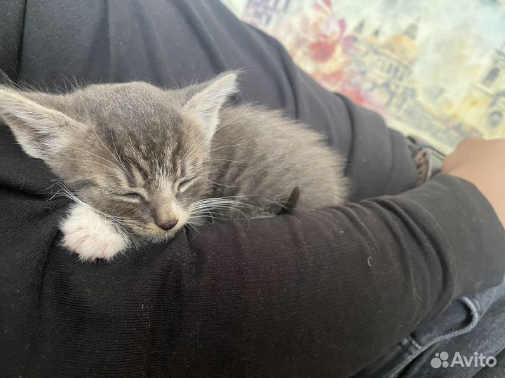 Котёнок в добрые руки