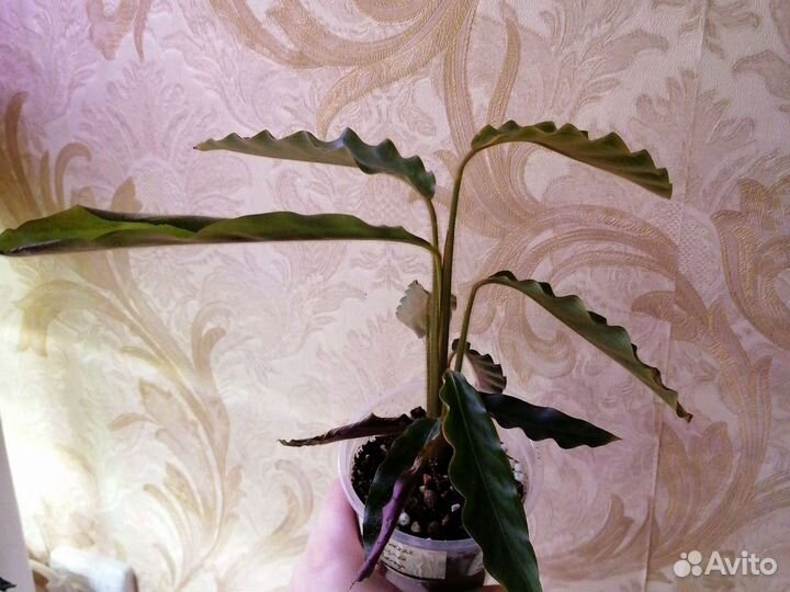 Калатея Руфибарба Вейв Стар