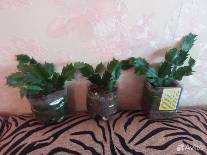 Декабрист шлюмбергера