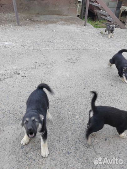 Собаки бесплатно в добрые руки щенки