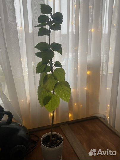 Розан гибискус китайская роза