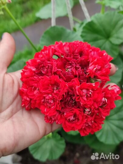 Герань пеларгония