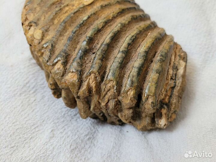 Зуб мамонта