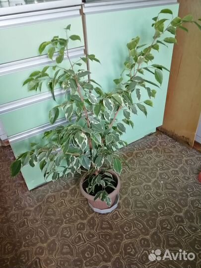 Фикус бенджамина пестролистный