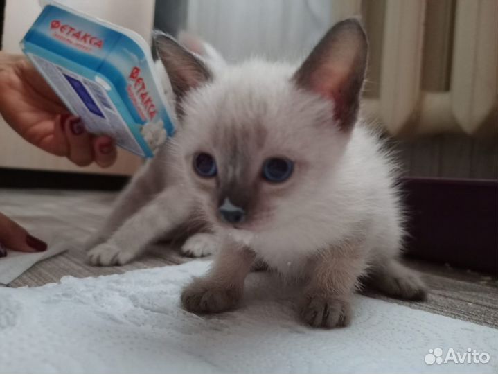 Котята в добрые руки бесплатно