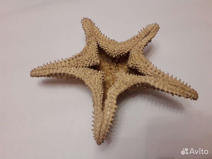 Морская звезда 29см