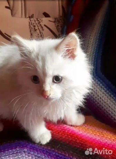 Котёнок Мальчик