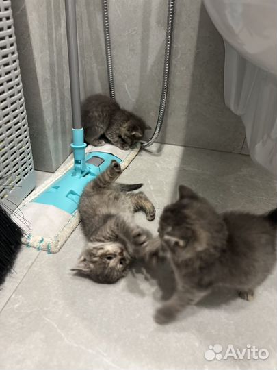 Котята бесплатно