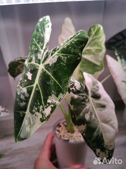 Алоказия Фрайдек