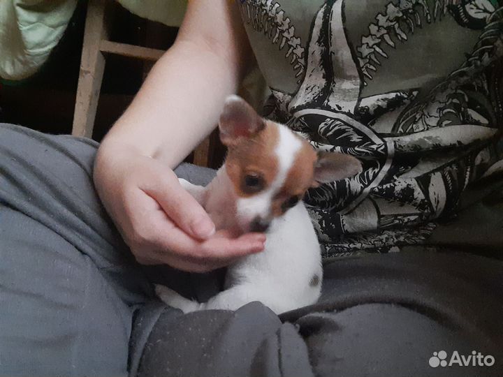 Той-терьер девочка