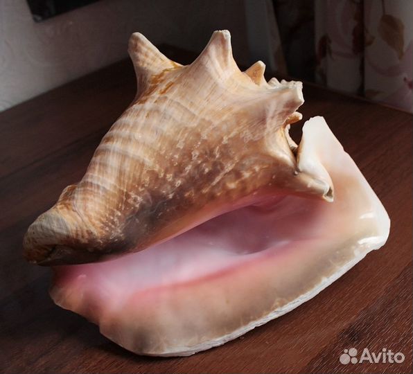 Ракушка морская огромная