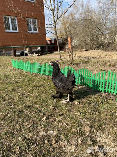Куры несушки и петухи