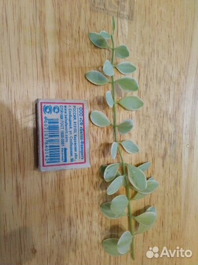 Дисхидии срезкой