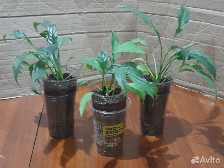 Спатифиллум