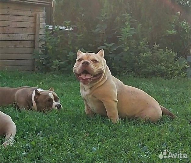 Булли покет