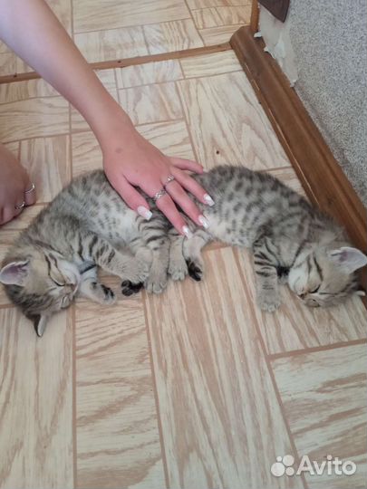 Британские котята