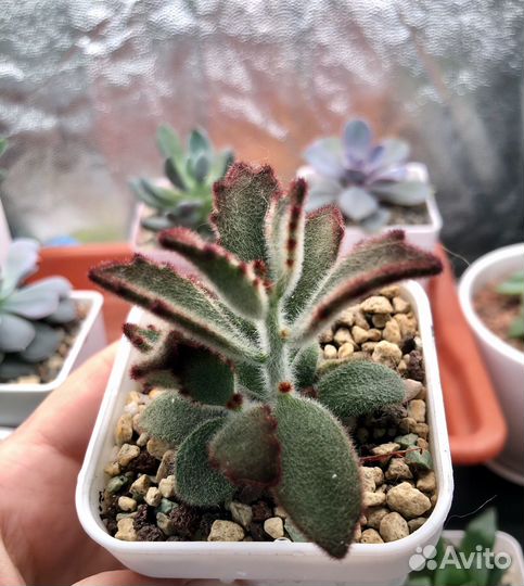 Каланхоэ войлочное (шоколадный солдат) суккулент