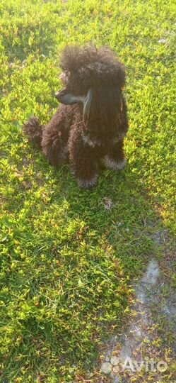 Вязка пудель