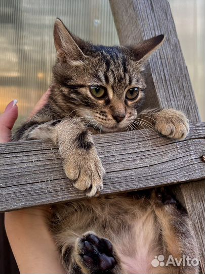 Котенок девочка Лиза (2 мес)