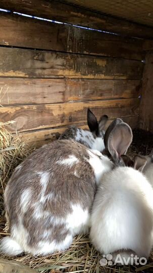 Кролики мясных пород