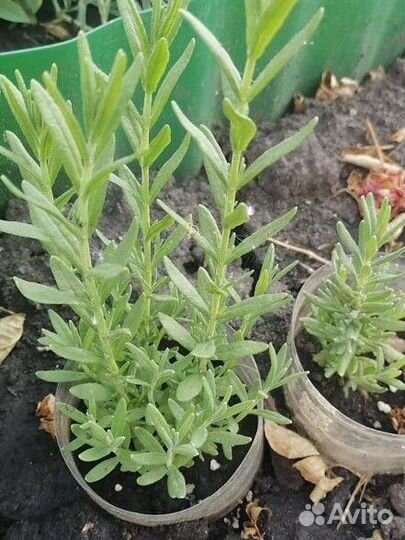 Лаванда саженцы
