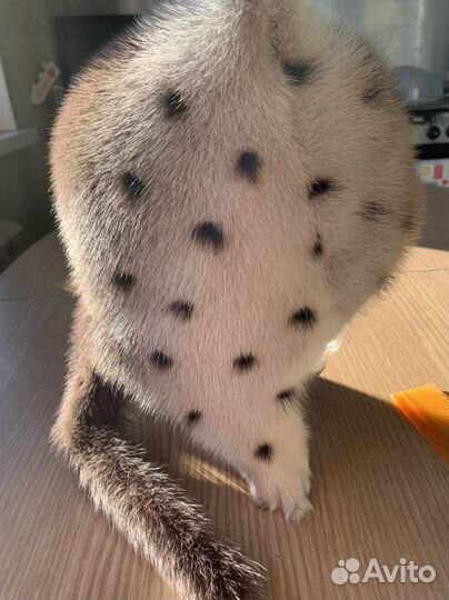 Шапка норковая