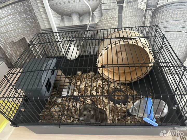 Хомяк джунгарик с клеткой