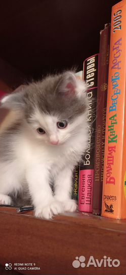 Котики в добрые руки