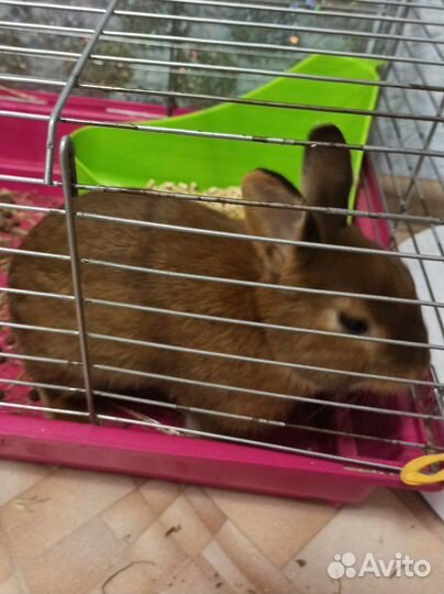 Кролик карликовый