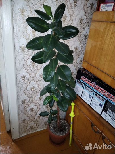 Фикус и Фикус бенджамина