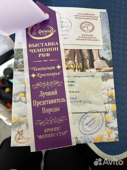 Вязка цвергпинчер