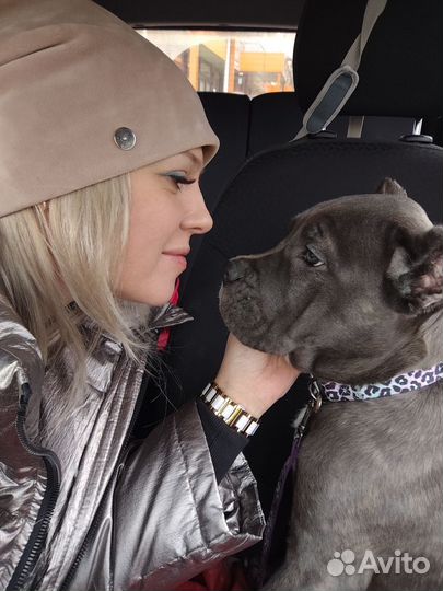 Собаки щенки кане корсо