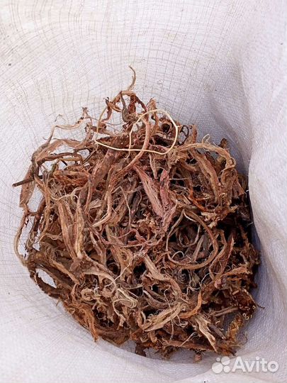 Лечебный, красный корень.Республика Алтай